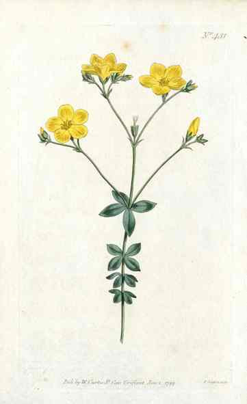 1787 Curtis Four Leaf Flax