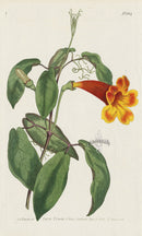 1787 Curtis Four-Leaved Trumpet-Flower - Panteek Antique Prints