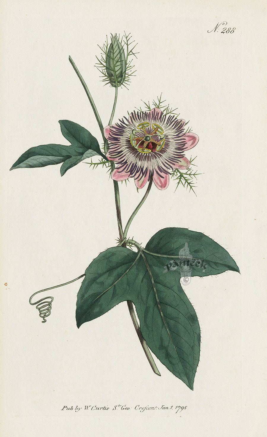 1787 Curtis Fringed-Leaved Passion-Flower