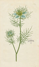1787 Curtis Garden Fennel-flower, Love in a Mist, Devil in a Bush - Panteek Antique Prints