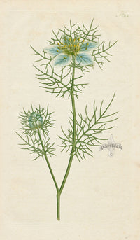1787 Curtis Garden Fennel-flower, Love in a Mist, Devil in a Bush - Panteek Antique Prints