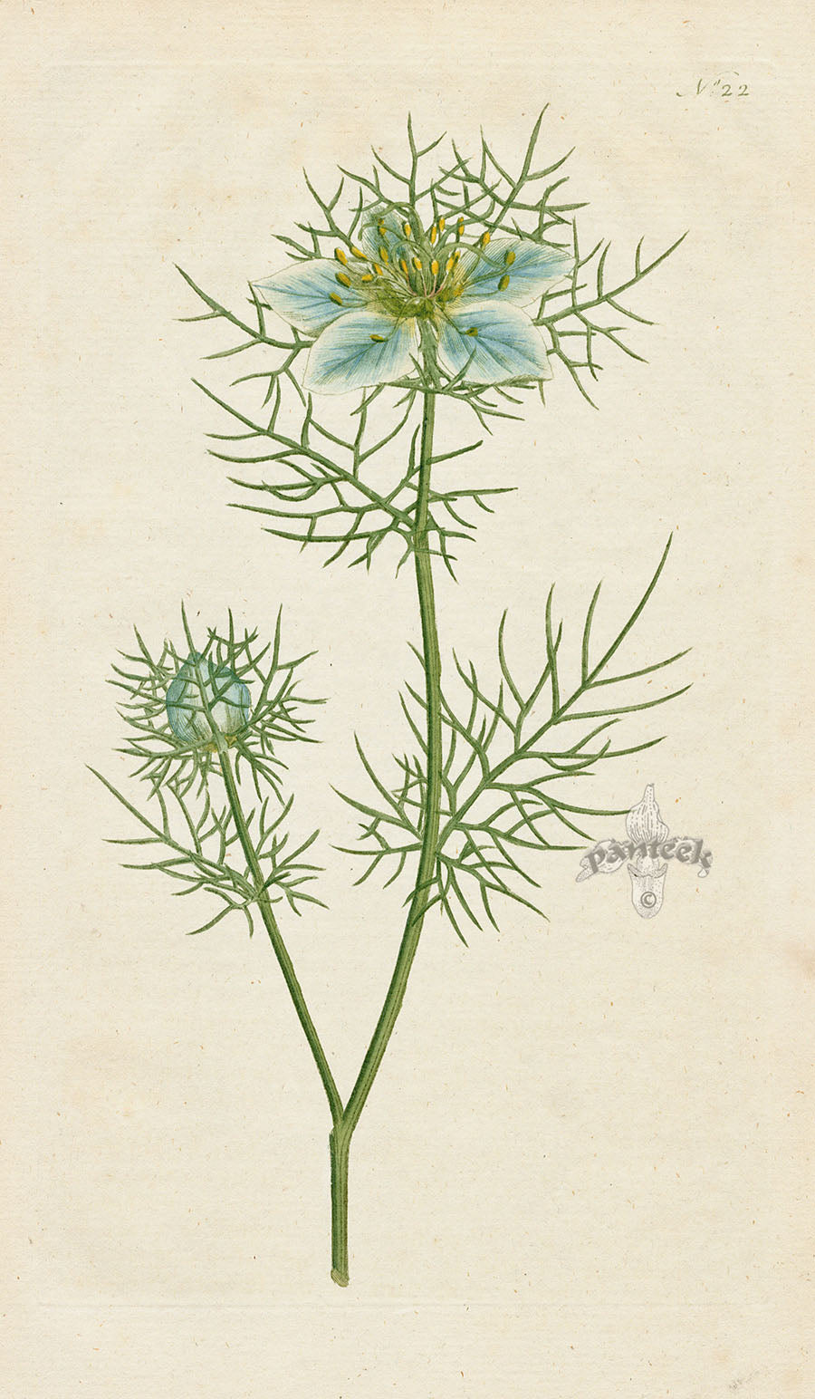 1787 Curtis Garden Fennel-flower, Love in a Mist, Devil in a Bush