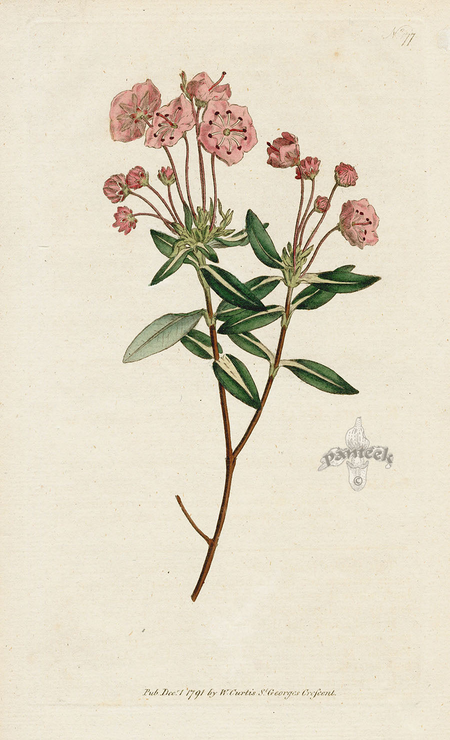 1787 Curtis Glaucous Kalmia