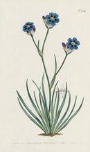 1787 Curtis Grass-Leaved Aristea - Panteek Antique Prints