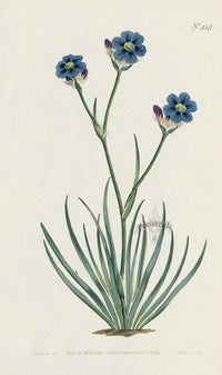 1787 Curtis Grass-Leaved Aristea - Panteek Antique Prints