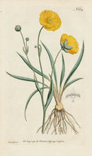 1787 Curtis Grass-Leaved Crowfoot - Panteek Antique Prints
