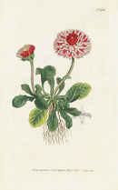 1787 Curtis Great Double Daisy - Panteek Antique Prints