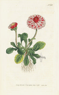 1787 Curtis Great Double Daisy - Panteek Antique Prints