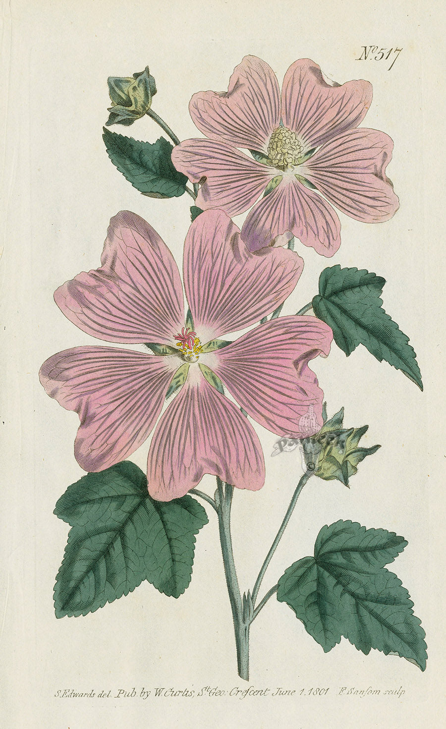 1787 Curtis Great-Flowered Lavatera