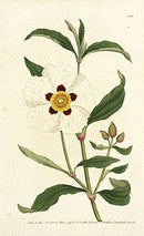 1787 Curtis Gum Cysts - Panteek Antique Prints