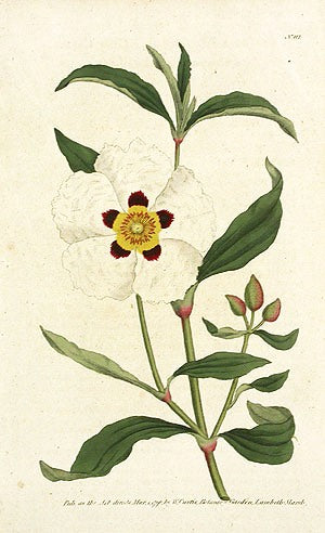 1787 Curtis Gum Cysts