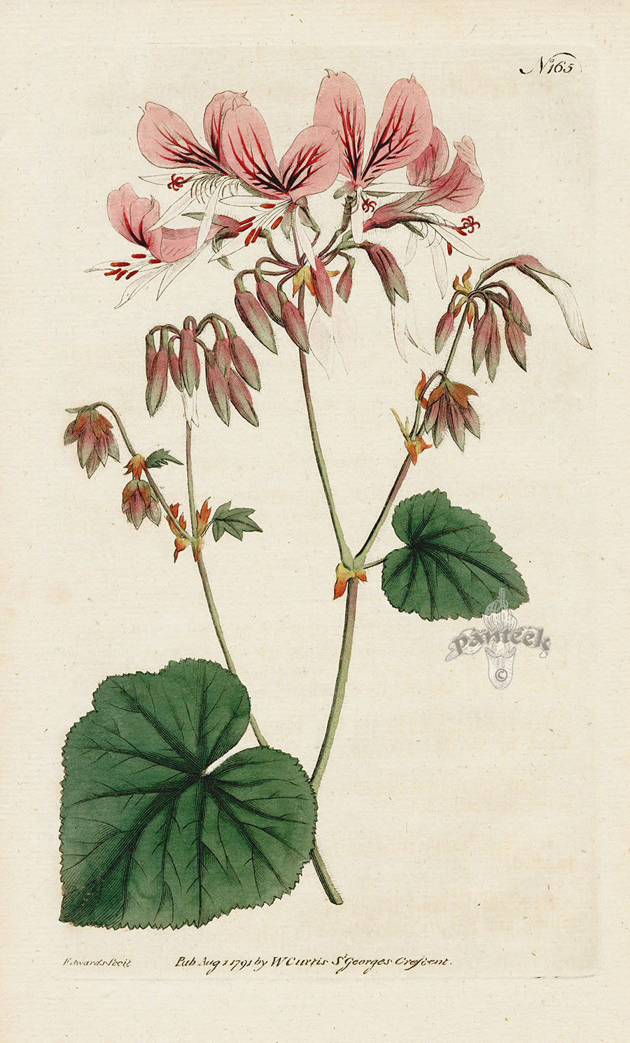 1787 Curtis Heart-Leaved Geranium
