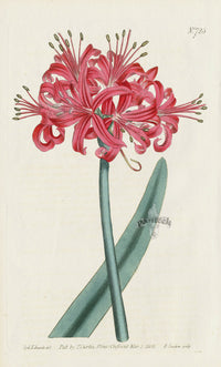 1787 Curtis Indian Chrysanthemum - Panteek Antique Prints