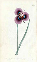 1787 Curtis Iris Villosa - Panteek Antique Prints