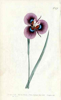 1787 Curtis Iris Villosa - Panteek Antique Prints