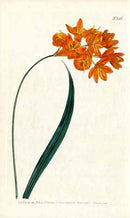 1787 Curtis Ixia - Panteek Antique Prints