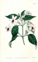 1787 Curtis Justicia - Panteek Antique Prints