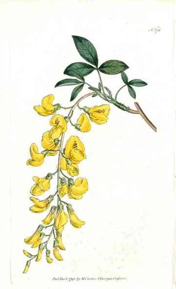 1787 Curtis Laburnum