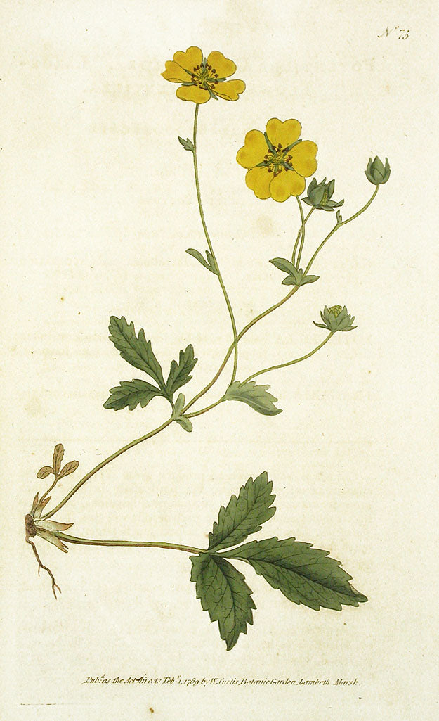 1787 Curtis Large-Flower'd Potentilla