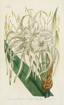 1787 Curtis Lesser Sea-Shore Pancratium - Panteek Antique Prints