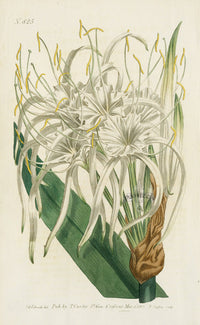 1787 Curtis Lesser Sea-Shore Pancratium - Panteek Antique Prints