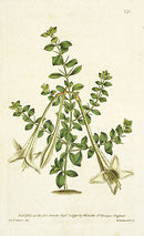 1787 Curtis Lily-Thorn - Panteek Antique Prints