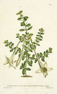 1787 Curtis Lily-Thorn - Panteek Antique Prints