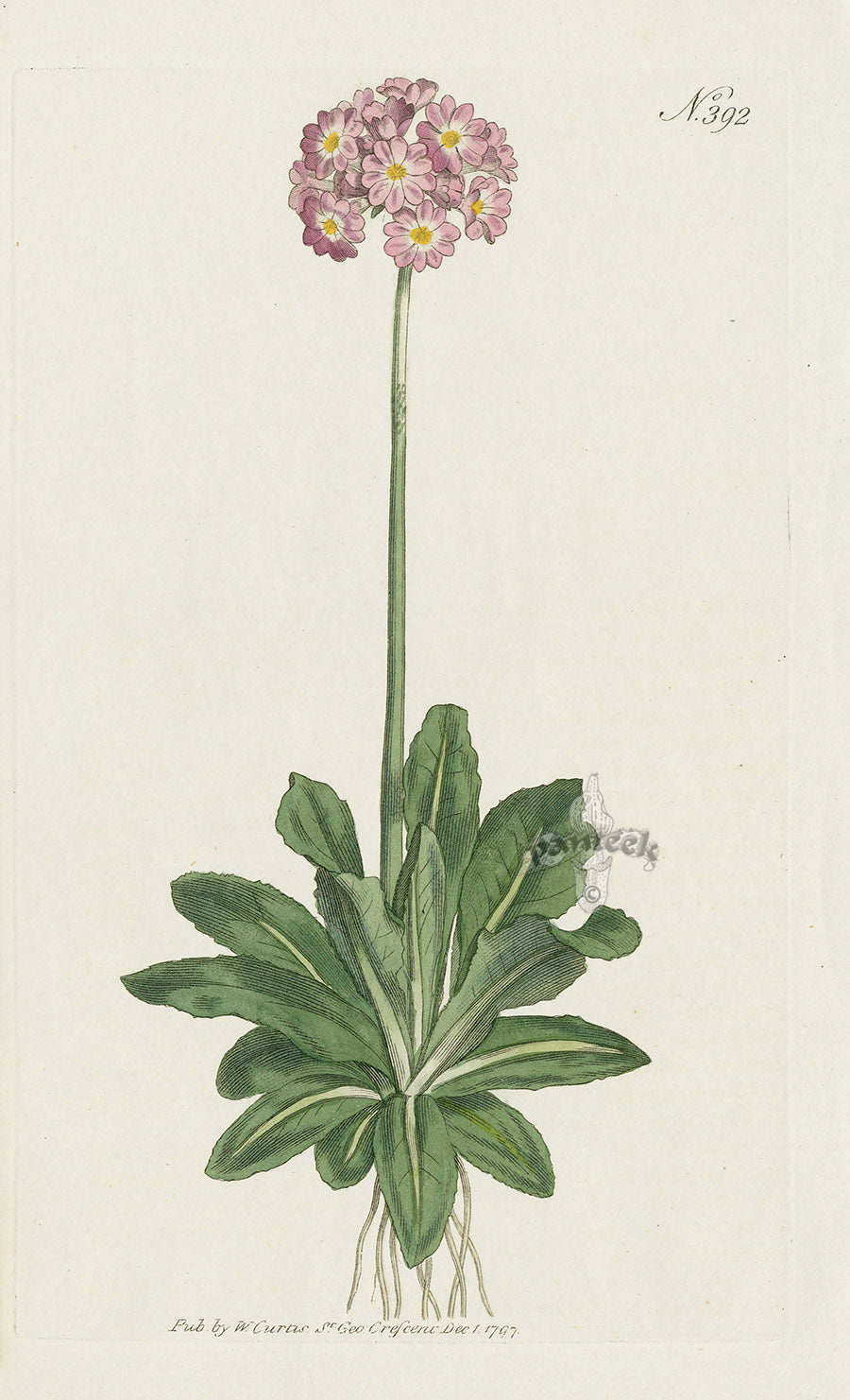 1787 Curtis Long-Leaved Primula