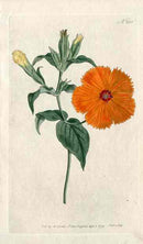 1787 Curtis Lychnis - Panteek Antique Prints
