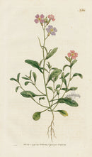 1787 Curtis Mediterranean Stock - Panteek Antique Prints