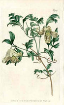 1787 Curtis Minorca Virgins Bower - Panteek Antique Prints