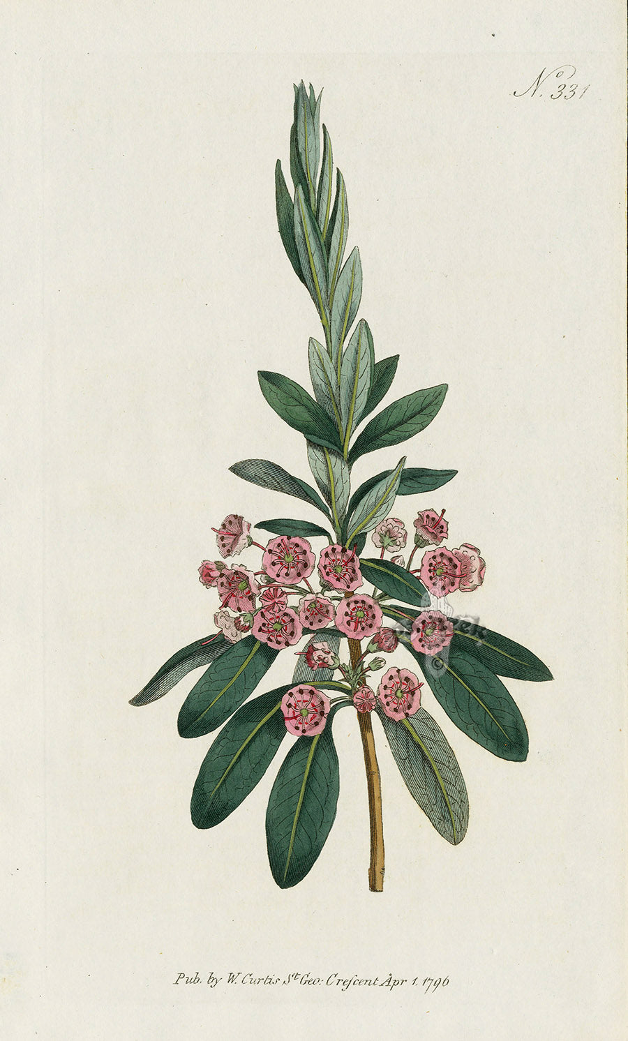 1787 Curtis Narrow-Leav'd Kalmia