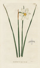1787 Curtis Narrow Leaved Narcissus - Panteek Antique Prints