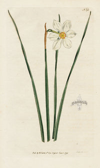 1787 Curtis Narrow Leaved Narcissus - Panteek Antique Prints