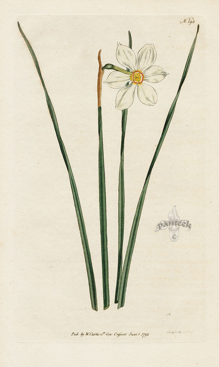 1787 Curtis Narrow Leaved Narcissus