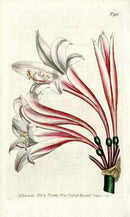 1787 Curtis Netted-Veined Amaryllis - Panteek Antique Prints