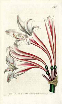 1787 Curtis Netted-Veined Amaryllis - Panteek Antique Prints
