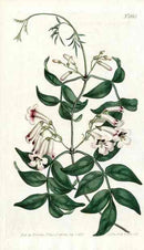 1787 Curtis Norfolk Island Trumpet Vine - Panteek Antique Prints