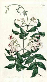 1787 Curtis Norfolk Island Trumpet Vine - Panteek Antique Prints