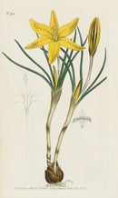 1787 Curtis Old Cloth of Gold Crocus - Panteek Antique Prints