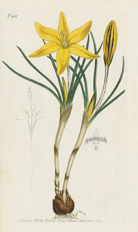 1787 Curtis Old Cloth of Gold Crocus - Panteek Antique Prints