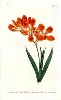 1787 Curtis Orange Ixia - Panteek Antique Prints