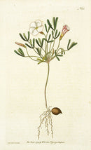 1787 Curtis Oxalis - Panteek Antique Prints