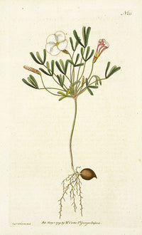1787 Curtis Oxalis - Panteek Antique Prints