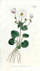 1787 Curtis Parnassia Ranunculus - Panteek Antique Prints