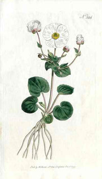 1787 Curtis Parnassia Ranunculus - Panteek Antique Prints