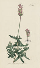 1787 Curtis Pinnated Lavender - Panteek Antique Prints