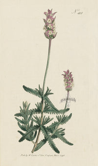 1787 Curtis Pinnated Lavender - Panteek Antique Prints