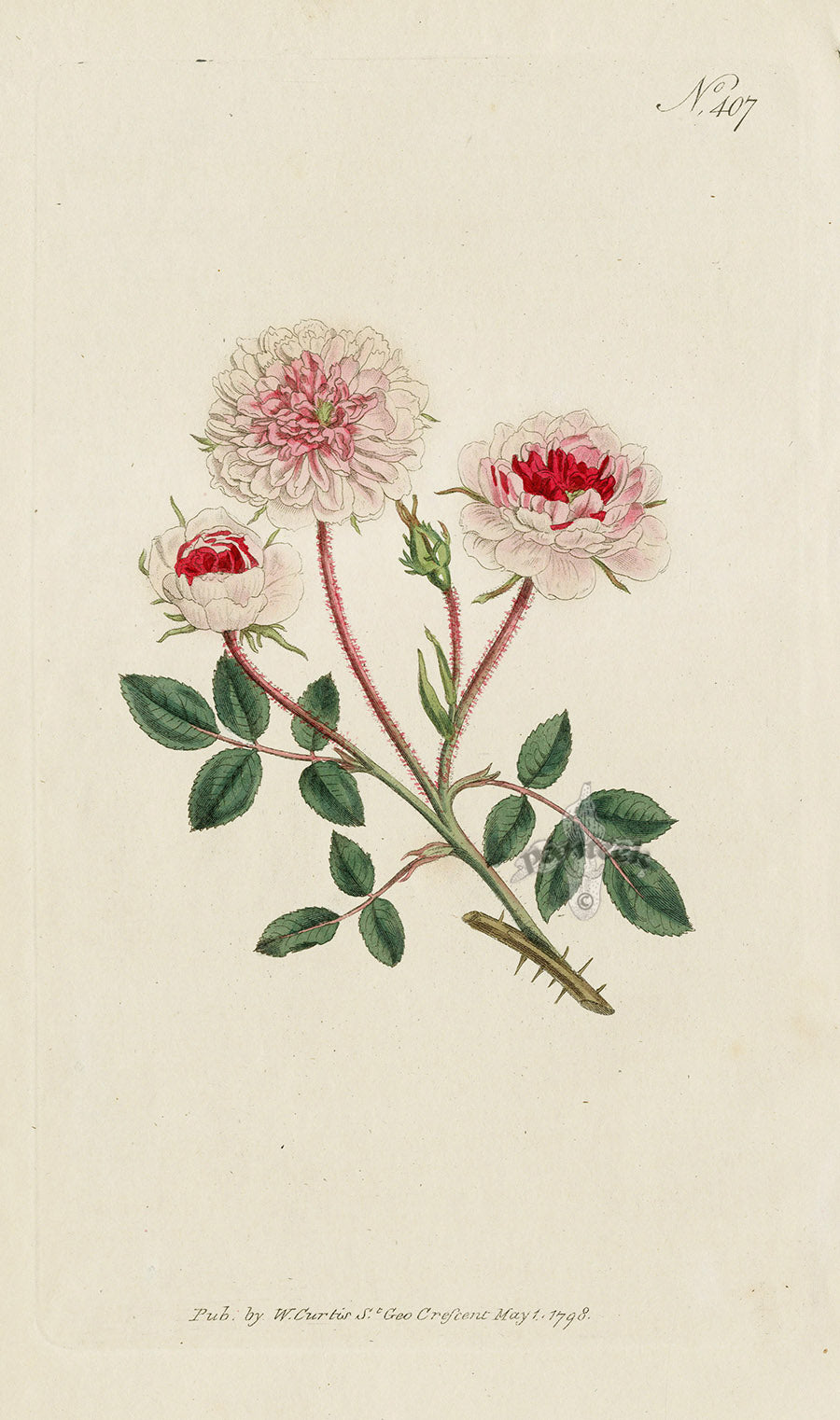 1787 Curtis Pompone Rose