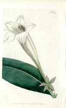 1787 Curtis Portlandia - Panteek Antique Prints